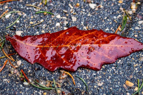 Wet Leaf